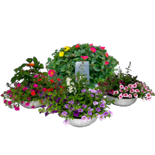 Portulaca, Calibrachoa of zomermix in schaal